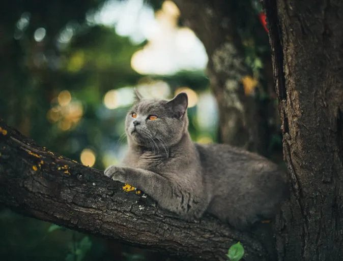 A gray cat sitting outside on a tree branch